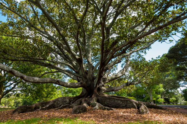 Huge Root Trees in the Auckland Domain Park