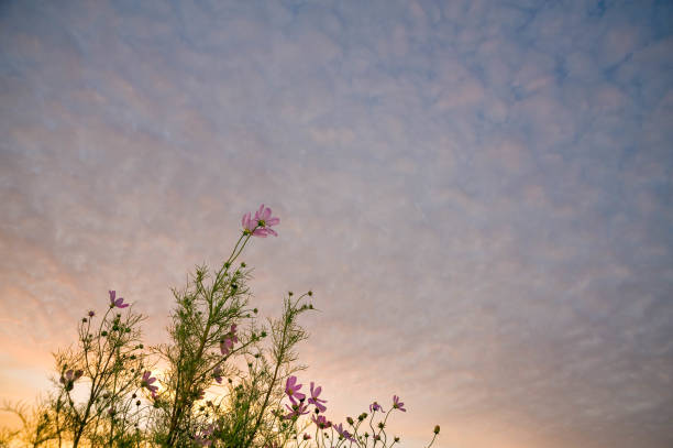 Cosmos looking up at sunrise clouds