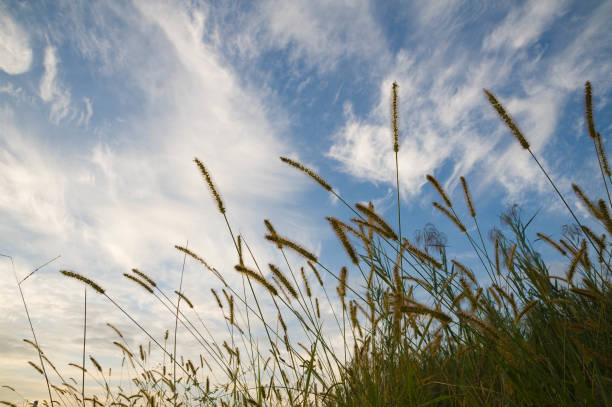 istock Grass that seems to like cats 1143615432