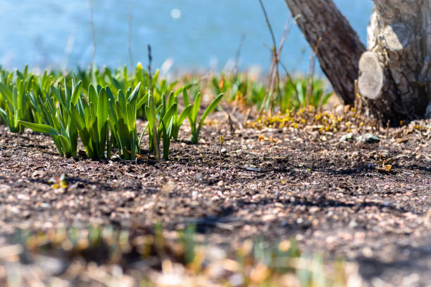 First signs of spring daffodils emerging from soil