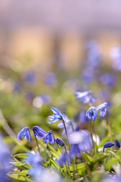 istock Ethereal purple spring flowers background with soft focus 1143615901