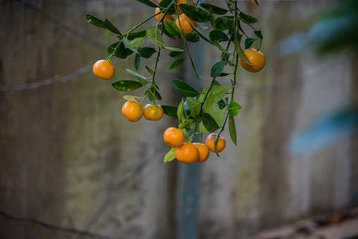 Ripe oranges hanging from branches