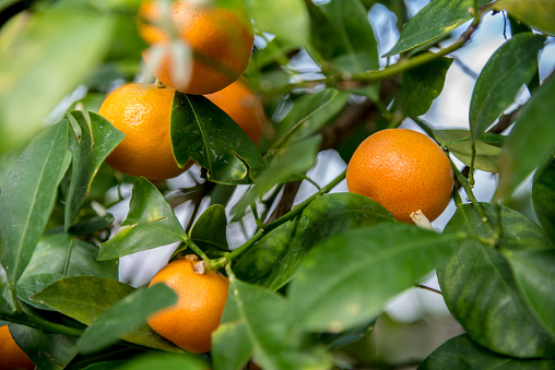 Fresh ripe oranges hanging on tree branch