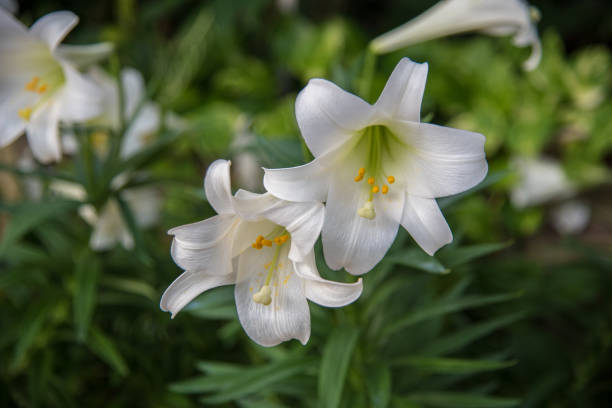 osterlien im frühling - madonnenlilie stock-fotos und bilder