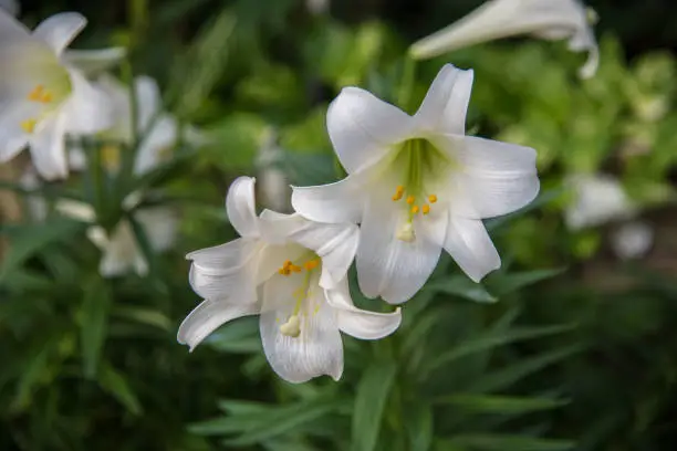 Photo of Easter lilies in spring