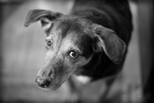 Black and white photo of mixed breed dog looking sad