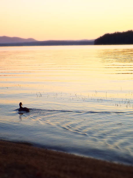 istock Duck swimming across lake at sunset 1143617450