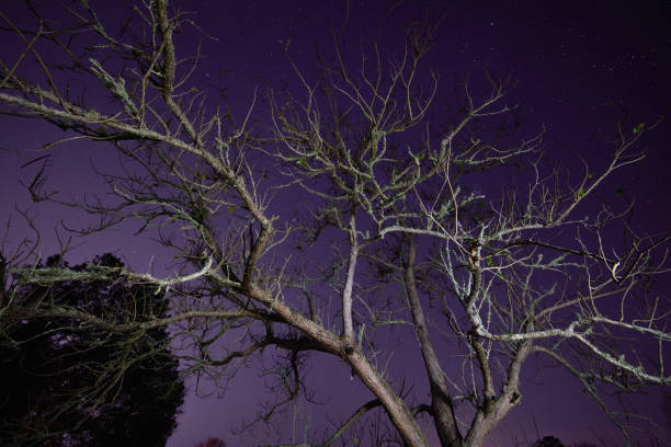 istock Night tree on a purple starry lit sky 1143617534