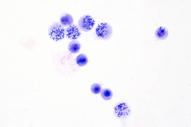 istock Human chromosomes from blood under microscope view for education. 1143617579