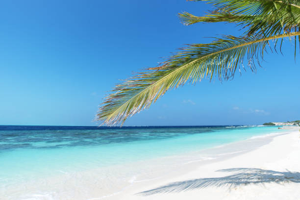 istock Tropical white sandy beach and palm leaves 1143618302