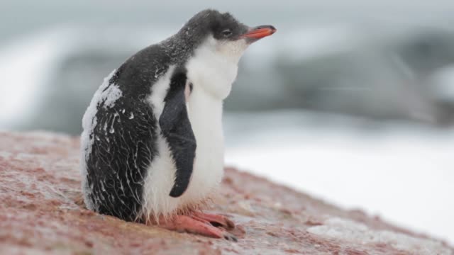 A Penguin chick is shivering