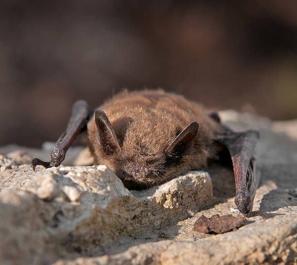 Little Brown Bat (Myotis lucifugus)  mouse eared bat photos stock pictures, royalty-free photos & images