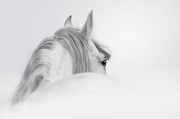 Gray Andalusian stallion