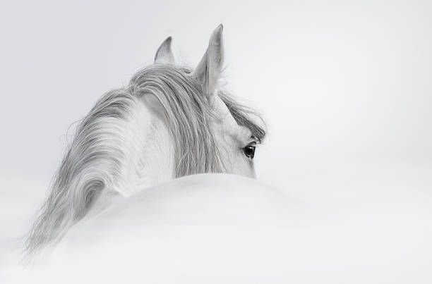 Gray Andalusian stallion Gray Andalusian stallion in a fog stallion photos stock pictures, royalty-free photos & images