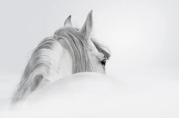 Gray Andalusian stallion in a fog