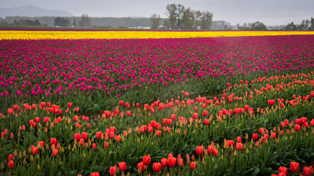 istock Tulips flower of Mount Vernon Washington State 1143619704