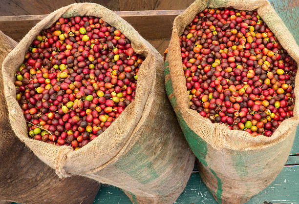 granos de café - selective focus coffee coffee crop cafe fotografías e imágenes de stock