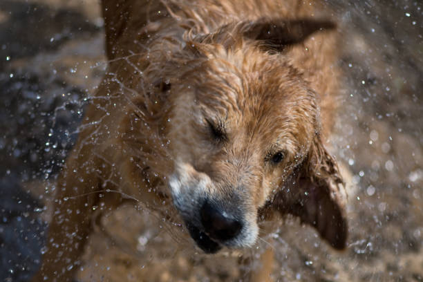 istock Wet Dog - Shaking Water Off 1143619801