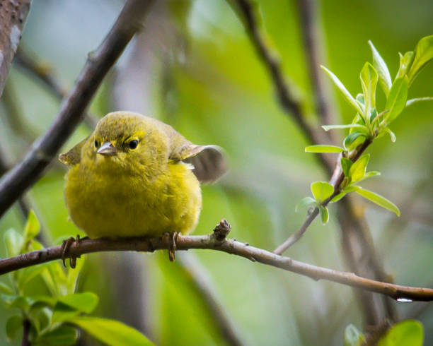 istock Female Goldfinch in pacific northwest 1143619842