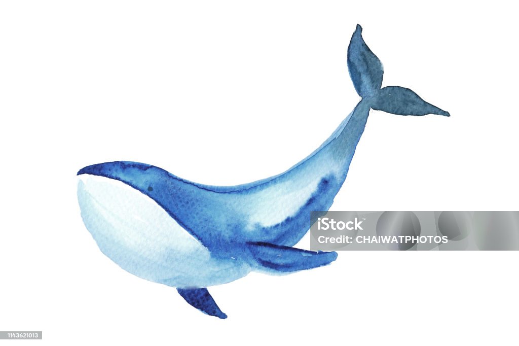 Whale watercolor illustration. Whale stock illustration