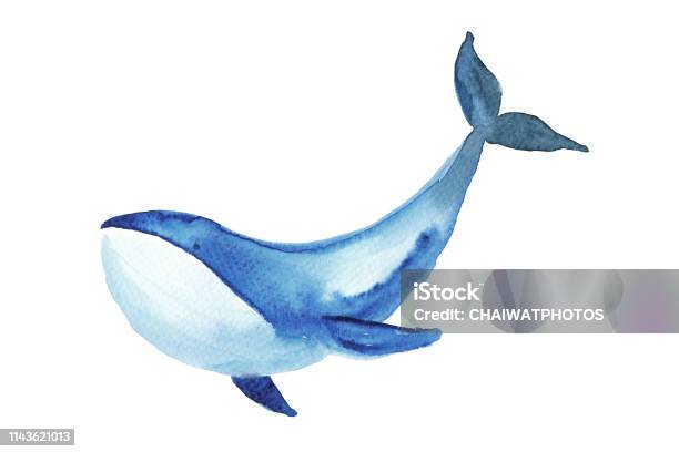 Whale Watercolor Illustration Stock Illustration - Download Image Now - Whale, Watercolor Painting, Animal