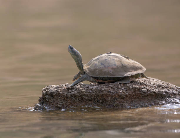 turtle basking  at chambal river,rajasthan,india - ecosystem animals in the wild wood turtle imagens e fotografias de stock