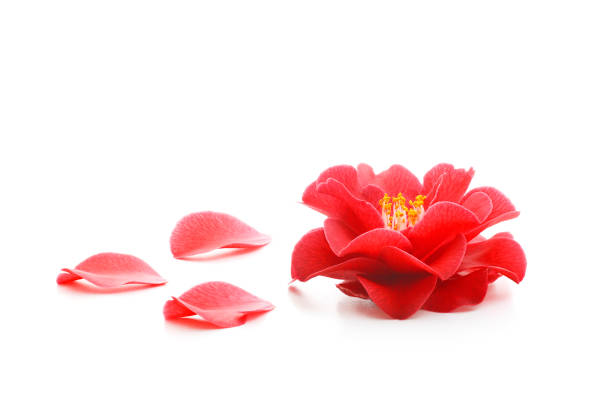 istock flowers of camellia on a white background 1143621968
