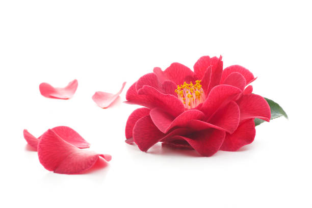 istock flowers of camellia on a white background 1143621972