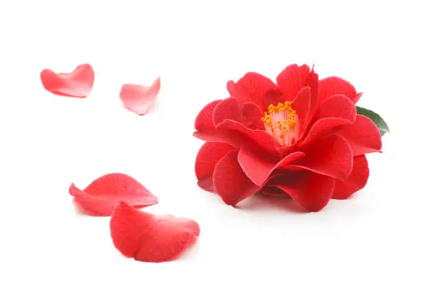 Photo of flowers of camellia on a white background