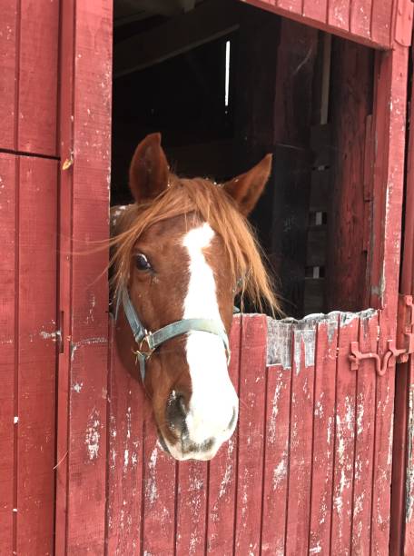 istock Red pony looking out of her stall 1143623306