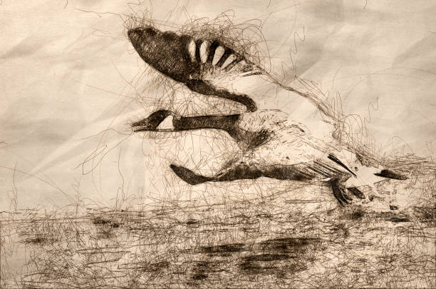 istock Sketch of a Canada Goose Taking to Flight from the River Water 1143623587
