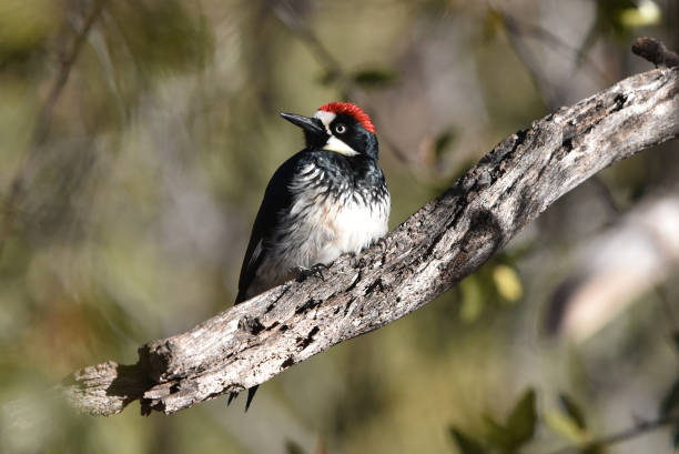 istock Acorn Woodpecker 1143625888