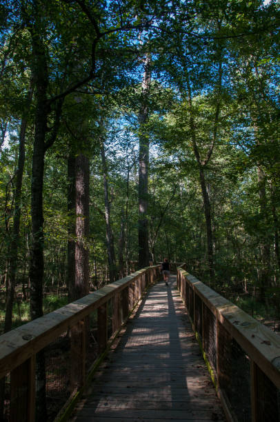 istock Congaree National Park-Hiking the Boardwalk Trail 1143627937