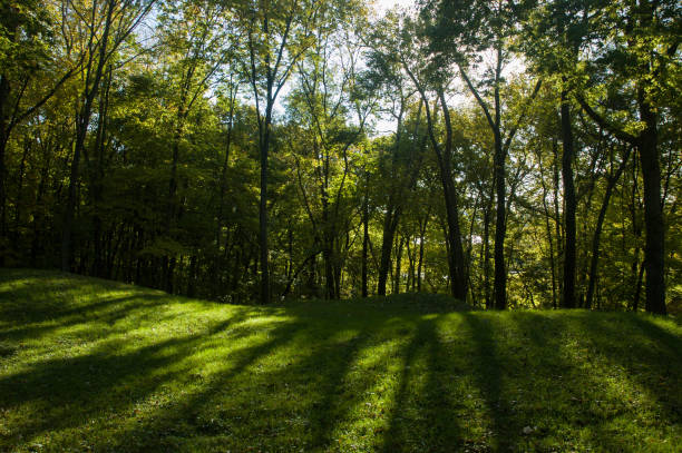 A forest path overgrown with trees