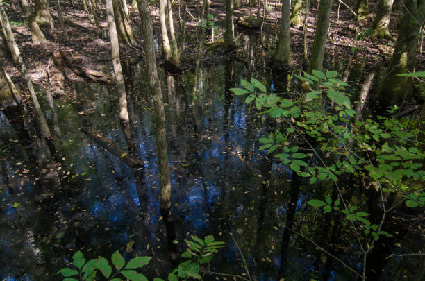 istock Congaree National Park-Swamp & Reflection 1143628579