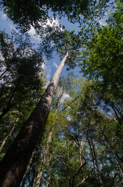 congaree national park-loblolly pine - pine tree loblolly pine loblolly forest imagens e fotografias de stock