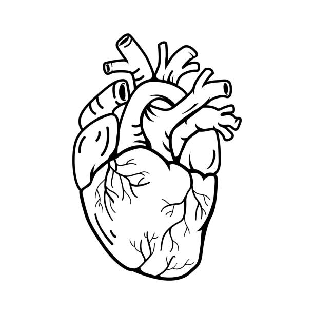 ikona w kształcie serca. - human heart heart shape human internal organ love stock illustrations