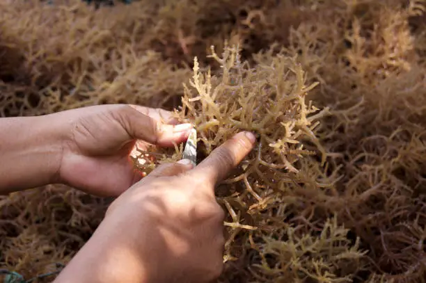 Photo of Eucheuma denticulatum or spinosum seaweed