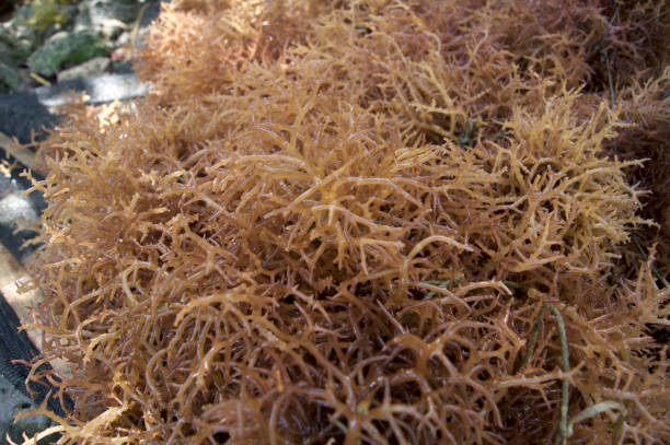 Eucheuma denticulatum or spinosum seaweed