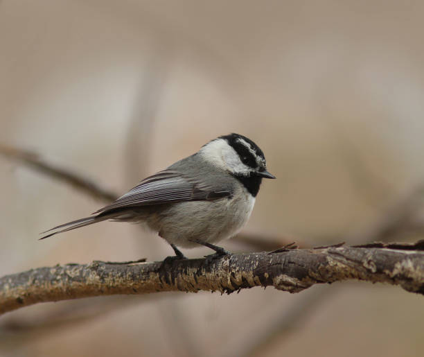 istock Mountain Chickadee Bird, Poecile gambeli 1143629834