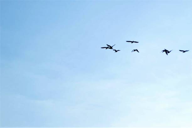 istock Birds flying - background photo 1143630808