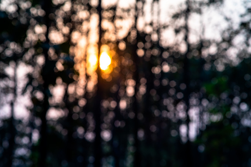 Blurred background of trees in the forest with sun shining.