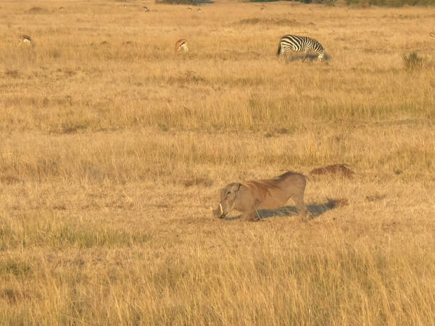 istock feeding warthog in masai mara national park, kenya 1143632602