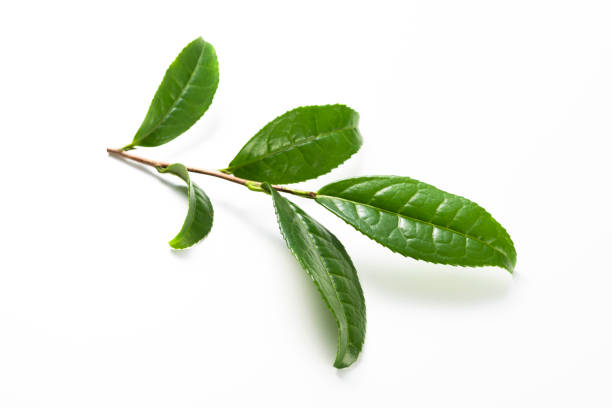 istock Set of fresh tea leaves 1143632773