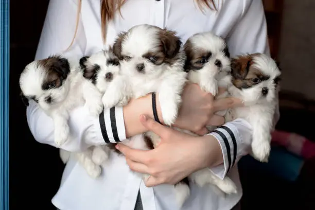 Photo of Five puppies shitzu in the hands of the breeder.