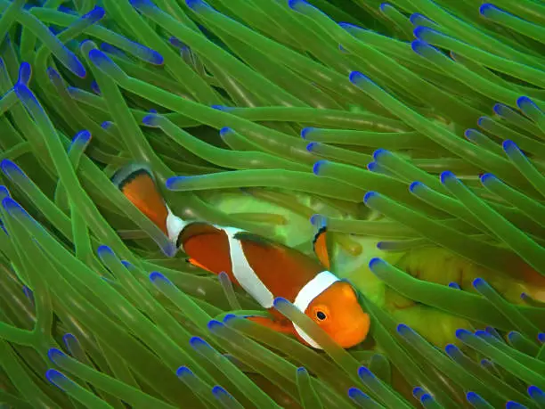 Clownfish or anemonefish are fishes from the subfamily Amphiprioninae in the family Pomacentridae. Thirty species are recognized: one in the genus Premnas, while the remaining are in the genus Amphiprion.