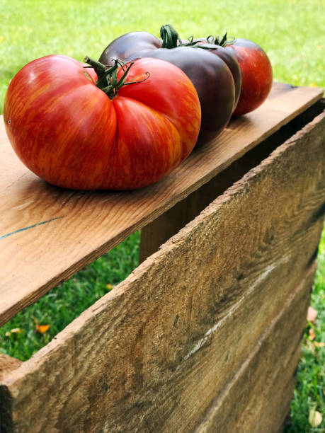 オーガニックカントリーガーデンからの新鮮なカラフルな家宝トマト - tomato vegetable garden mobilestock autumn ストックフォトと画像