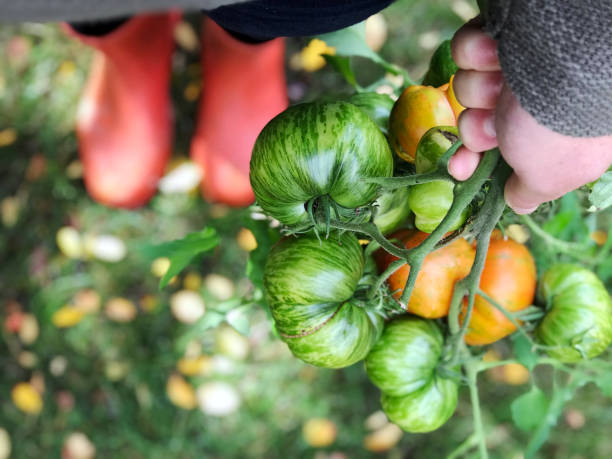 kolorowe pomidory scheda świeże z mojego ekologicznego ogrodu wiejskiego - heirloom tomato organic tomato rustic zdjęcia i obrazy z banku zdjęć