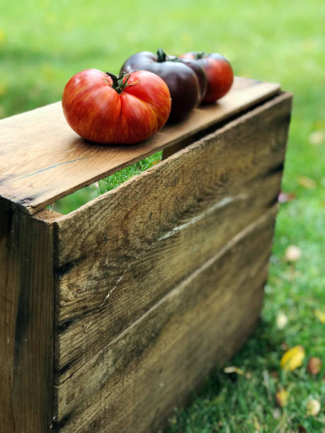 オーガニックカントリーガーデンからの新鮮なカラフルな家宝トマト - tomato vegetable garden mobilestock autumn ストックフォトと画像