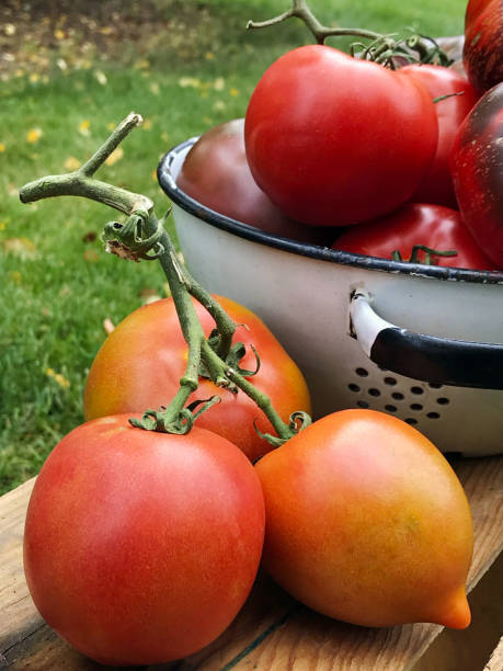 オーガニックカントリーガーデンからの新鮮なカラフルな家宝トマト - tomato vegetable garden mobilestock autumn ストックフォトと画像